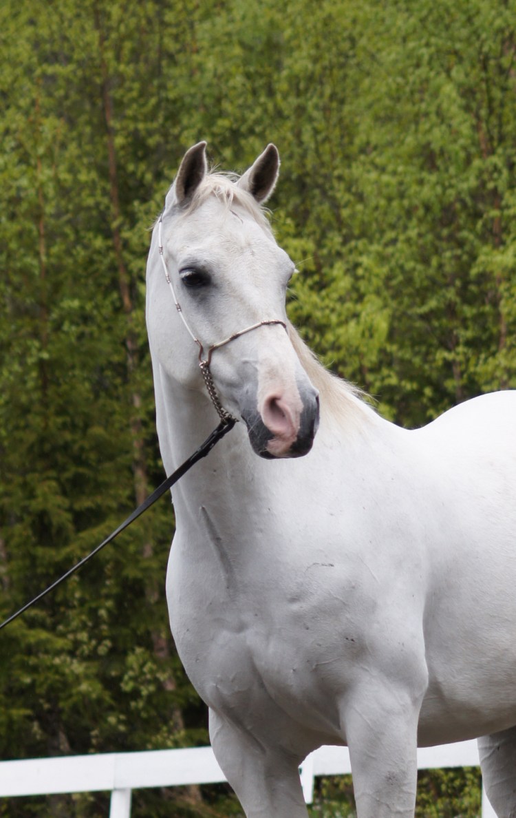 midt20norsk20araberhestshow2029_05_201020134