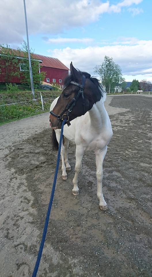 13310442_10154092756641917_5248275890966086568_n